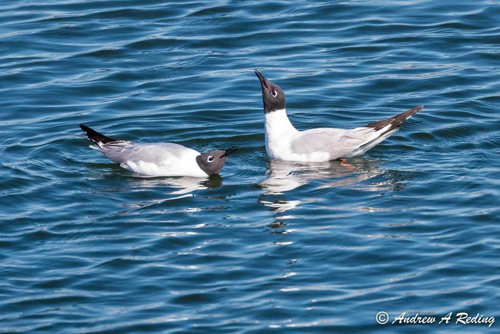 courting Bonaparte's gulls by Andrew Reding is marked with CC BY-NC-ND 2.0.